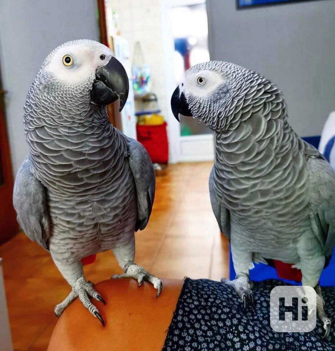 Africké šedé papoušky k adopci - foto 1