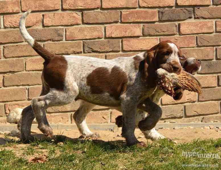 Italský spinone štěně - foto 1