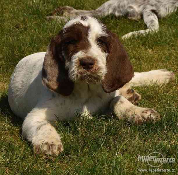 Italský spinone štěně - foto 2