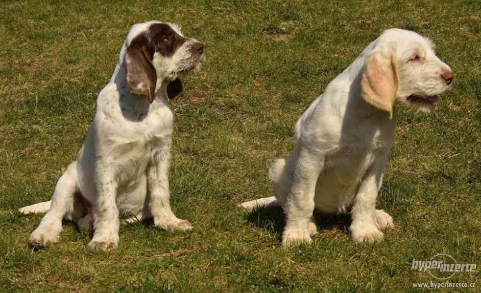 Italský spinone štěně - foto 3
