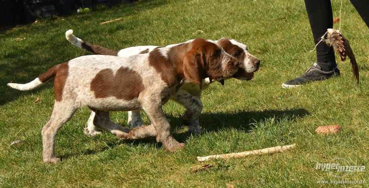 Italský spinone štěně - foto 4