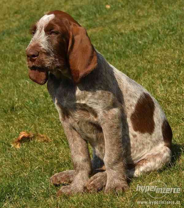 Italský spinone štěně - foto 5