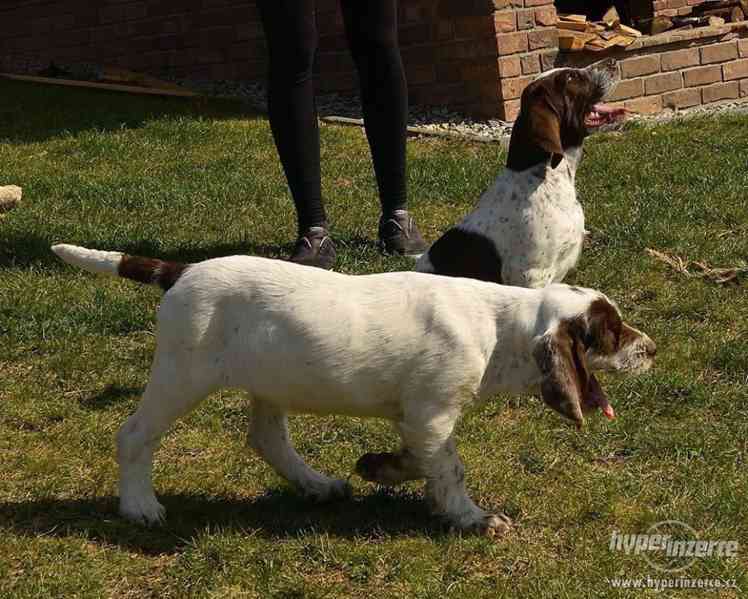 Italský spinone štěně - foto 6