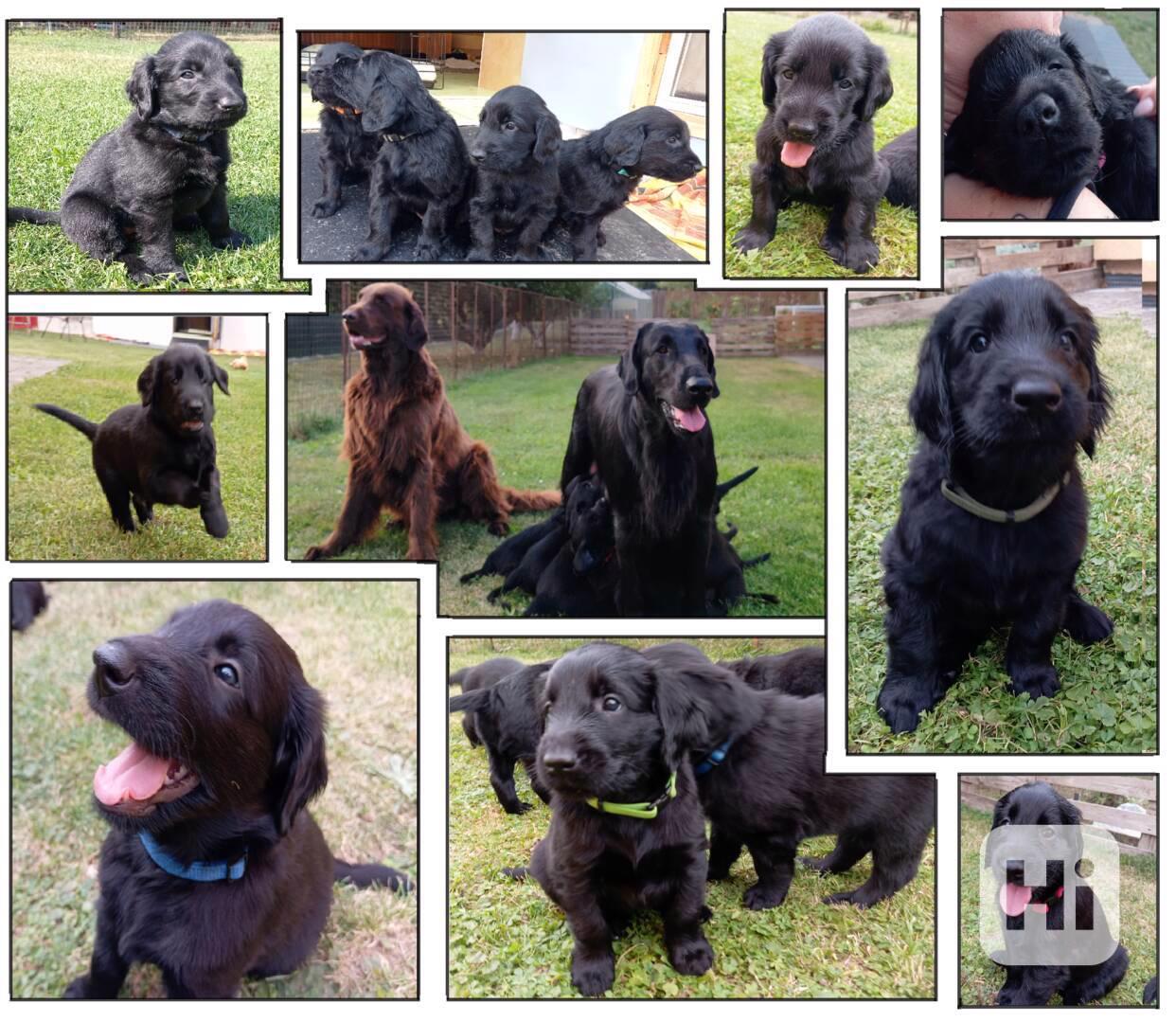 štěně flat coated retriever s PP - foto 1