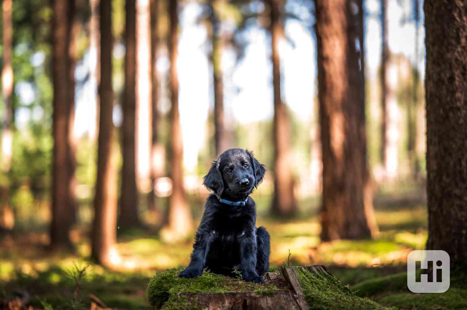 štěně flat coated retriever s PP - foto 1