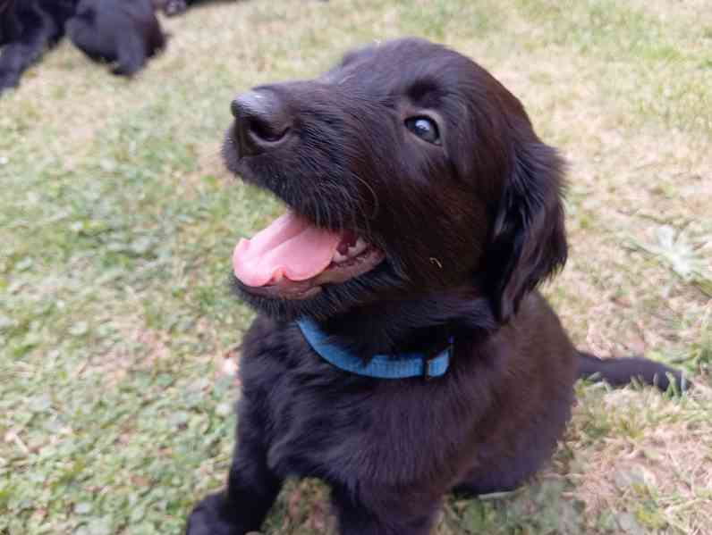 štěně flat coated retriever s PP - foto 3