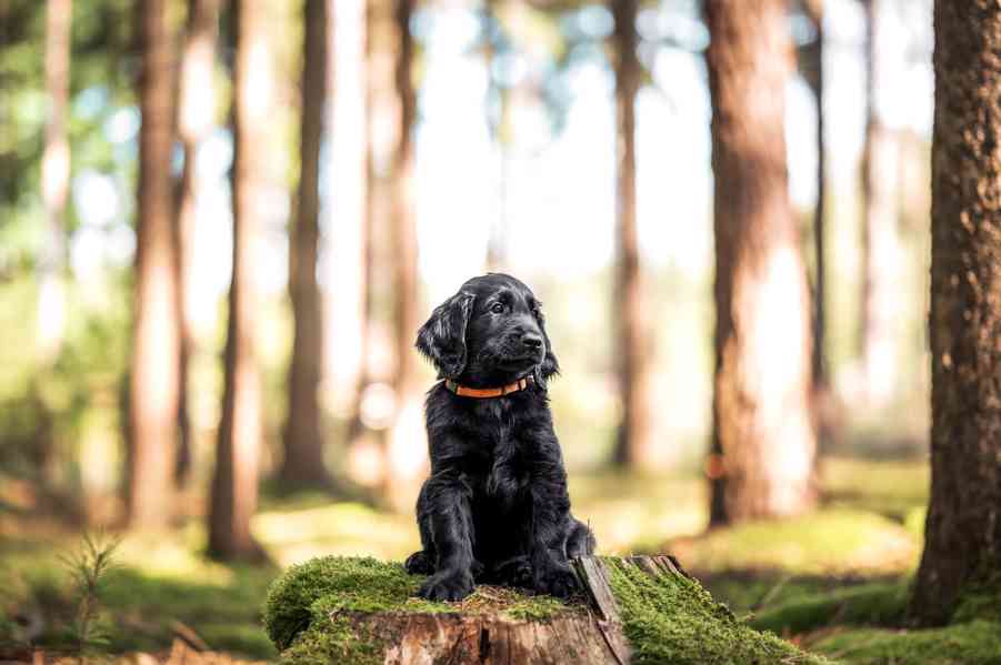 štěně flat coated retriever s PP - foto 2