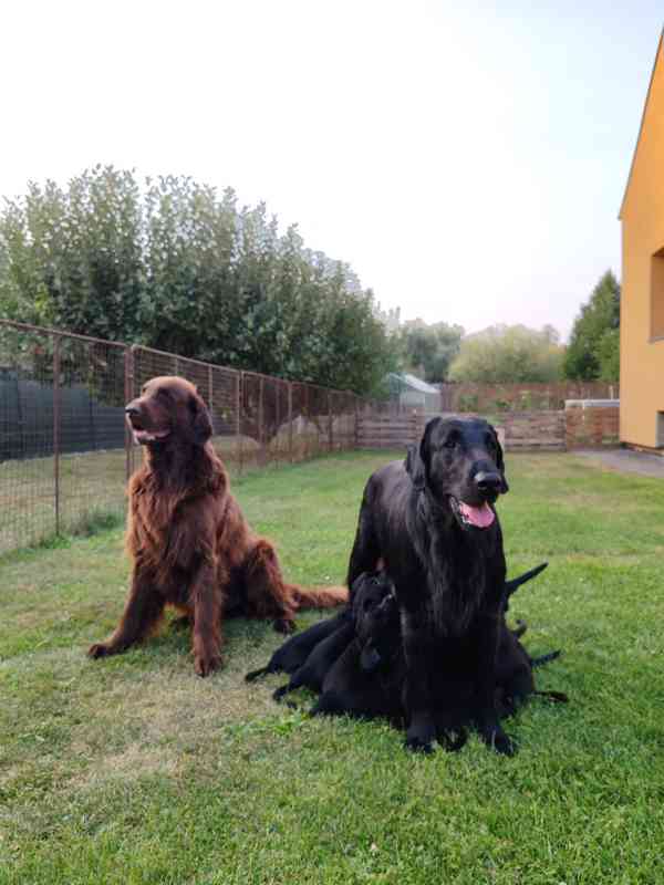 štěně flat coated retriever s PP - foto 8