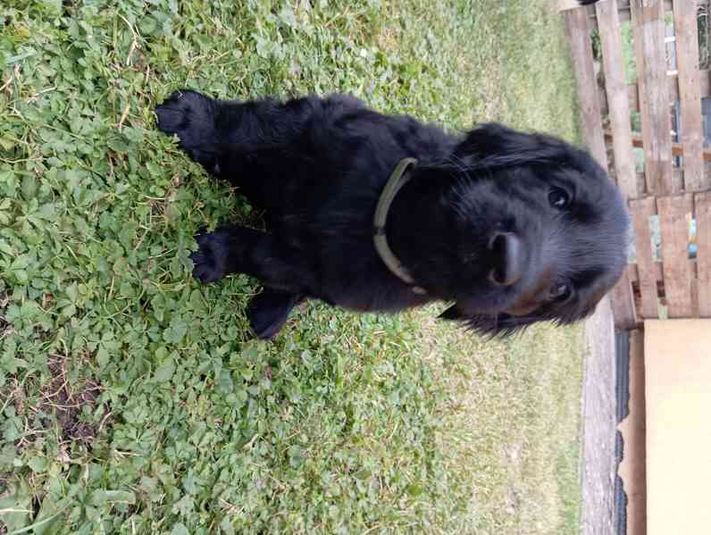 štěně flat coated retriever s PP - foto 12