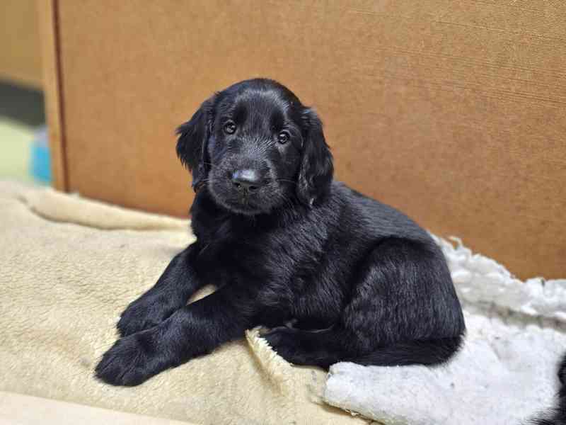 štěně flat coated retriever s PP - foto 9