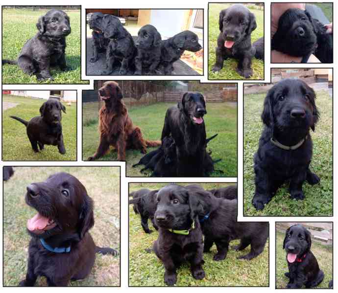 štěně flat coated retriever s PP