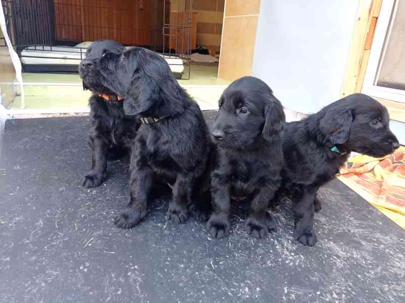 štěně flat coated retriever s PP - foto 13