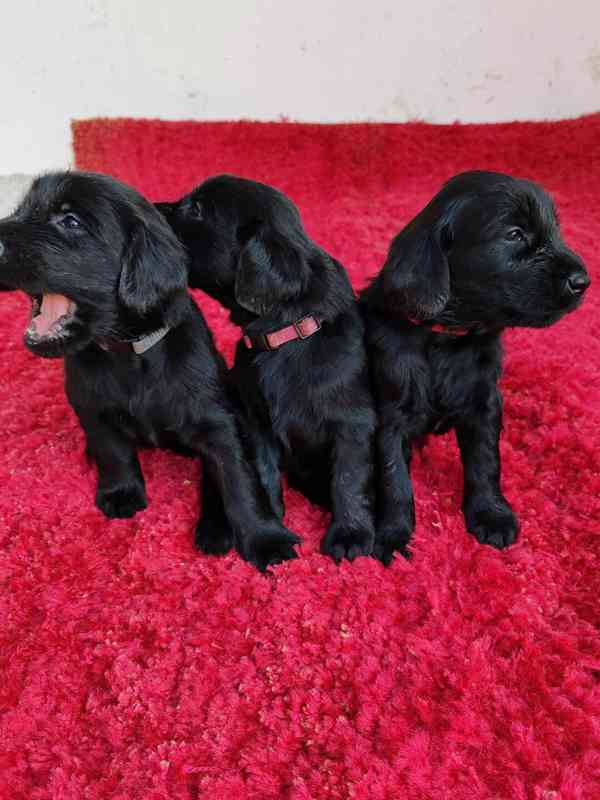 štěně flat coated retriever s PP - foto 10