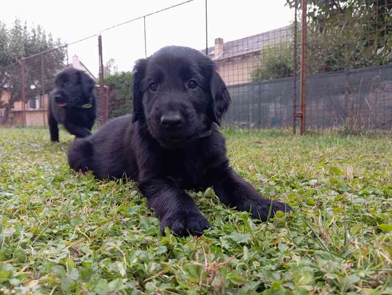 štěně flat coated retriever s PP - foto 11