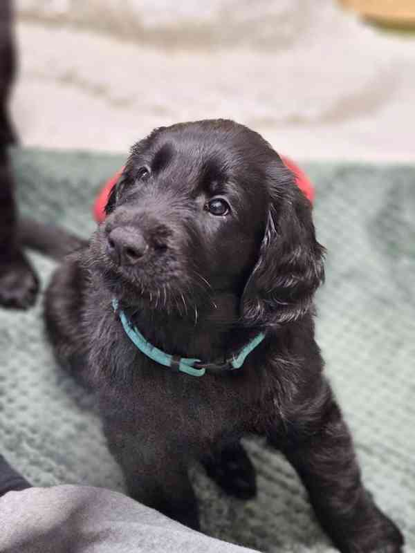 štěně flat coated retriever s PP - foto 4