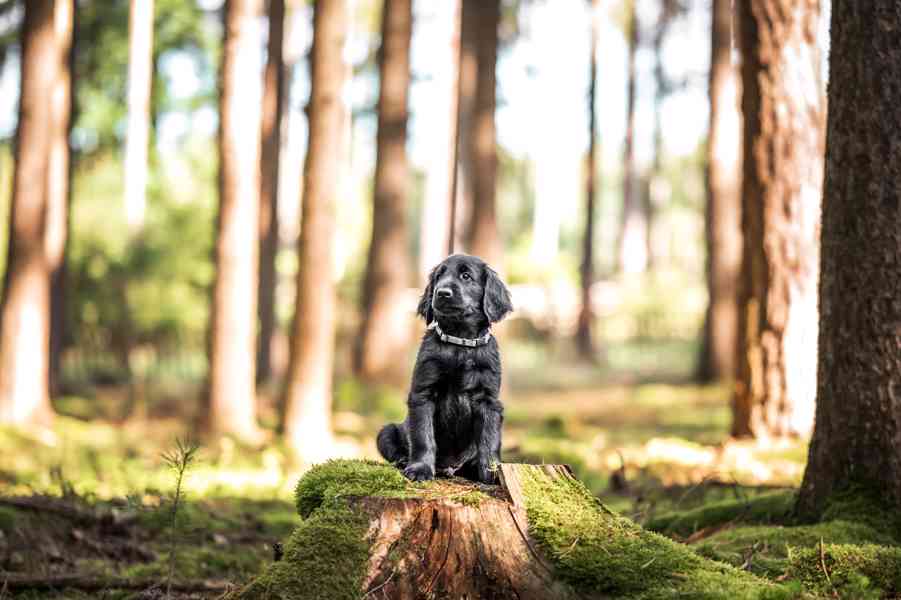 štěně flat coated retriever s PP - foto 3