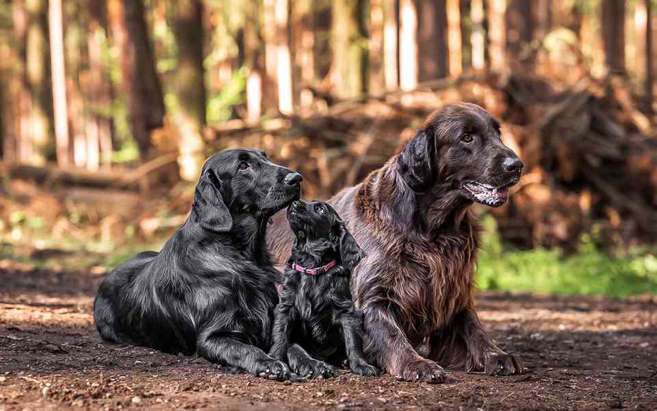 štěně flat coated retriever s PP - foto 4