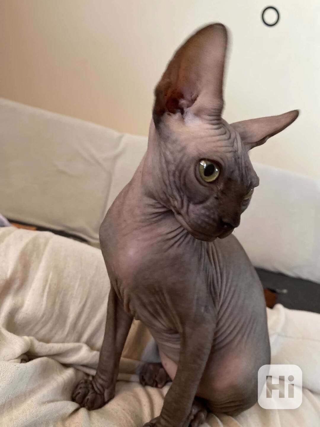 SPHYNX bez PP - foto 1