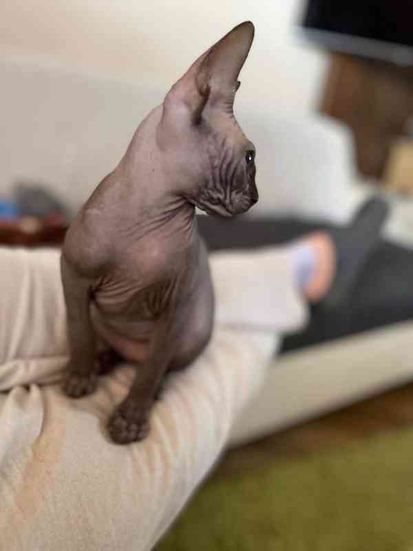 SPHYNX bez PP - foto 4