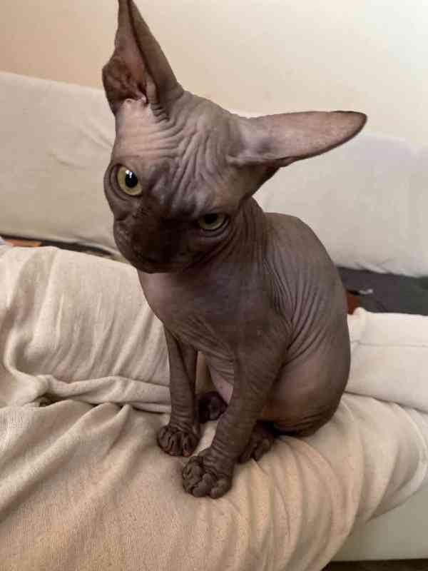 SPHYNX bez PP - foto 7