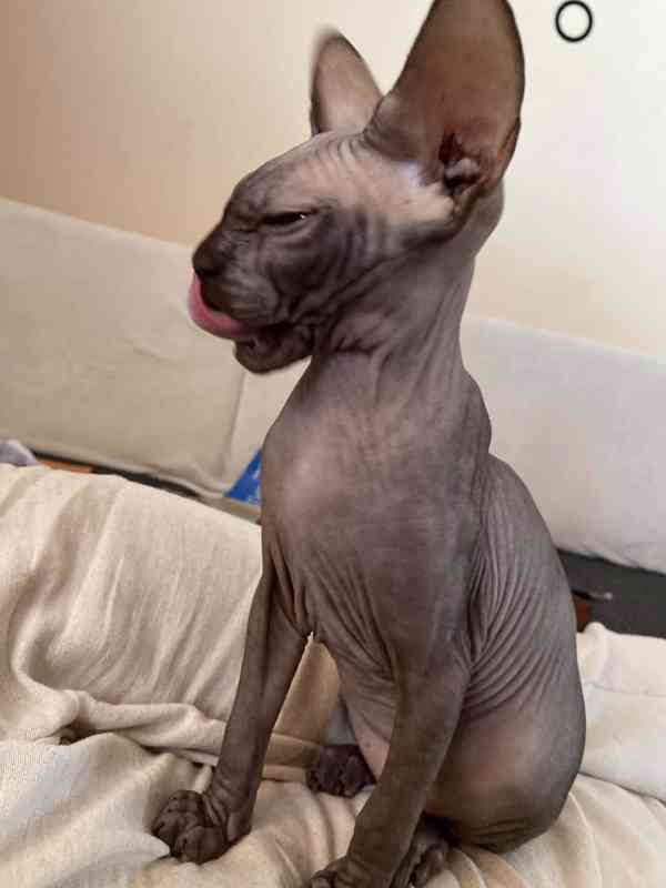 SPHYNX bez PP - foto 5