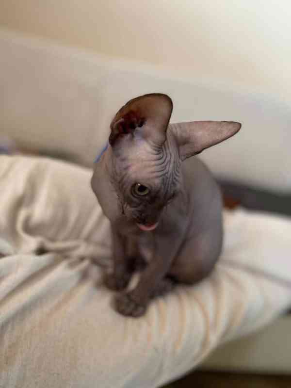 SPHYNX bez PP - foto 3