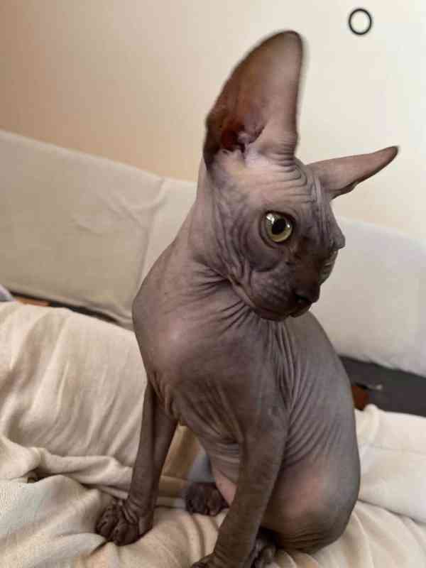 SPHYNX bez PP - foto 1