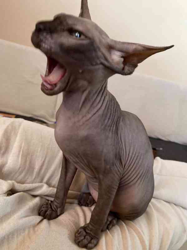 SPHYNX bez PP - foto 2