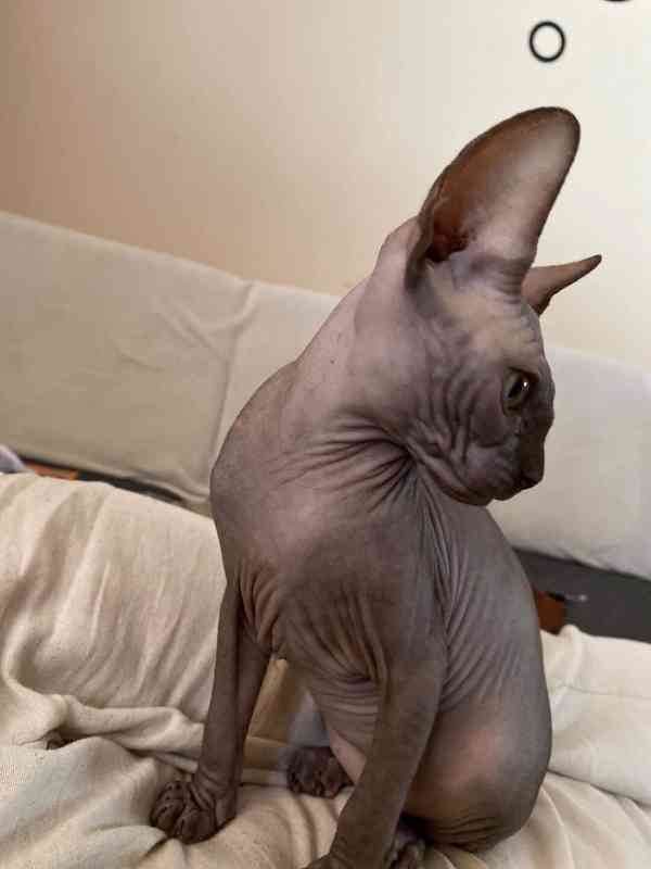SPHYNX bez PP - foto 6