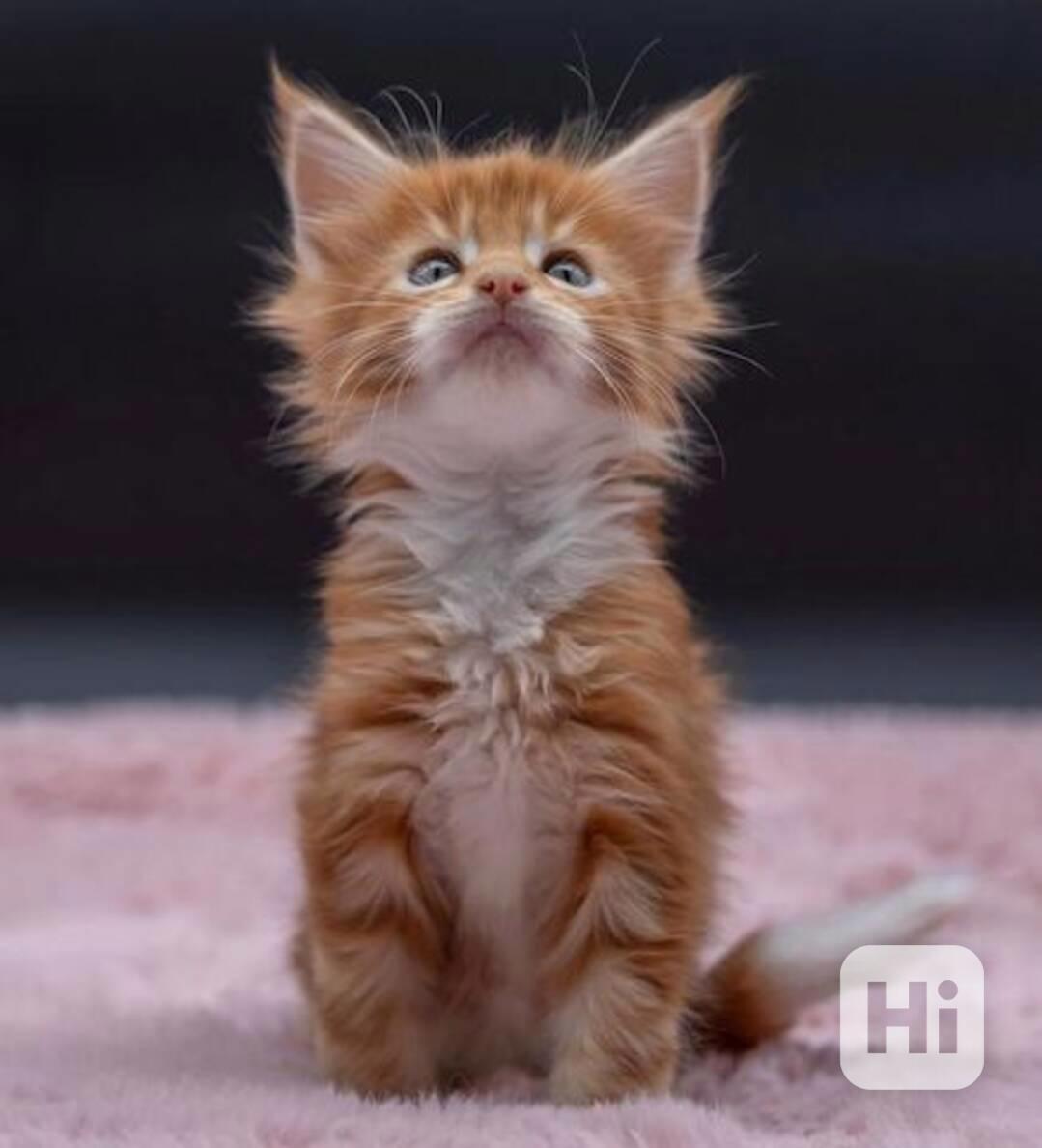 Koťata Mainské mývalí kočky - foto 1