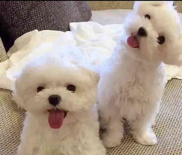 Štěňata maltézského ovčáka k adopci.