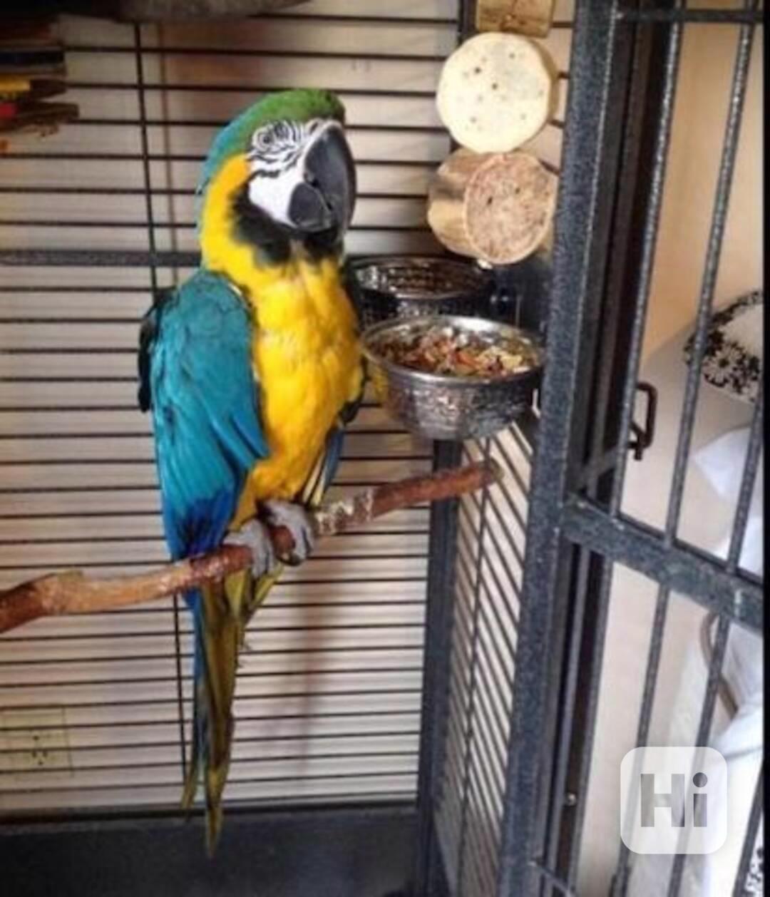 Ručně odchovaná mláďata modrozlatých arů. - foto 1