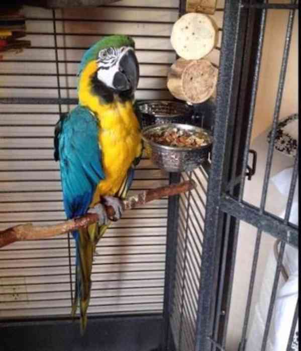 Ručně odchovaná mláďata modrozlatých arů.