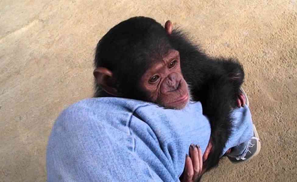 Přátelské mládě šimpanze - foto 1