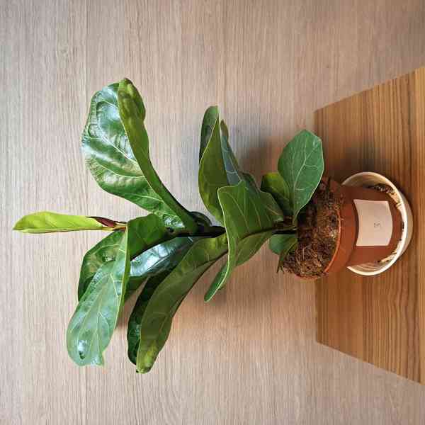 Ficus Lyrata Bambino - foto 3