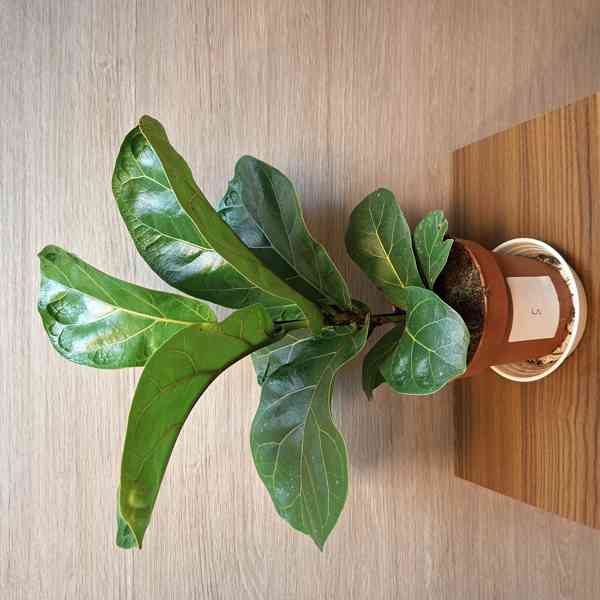 Ficus Lyrata Bambino - foto 5