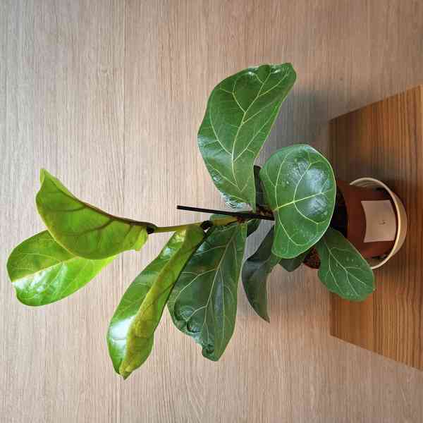 Ficus Lyrata Bambino - foto 6