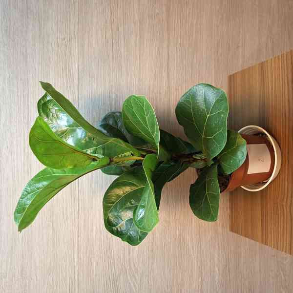 Ficus Lyrata Bambino - foto 2