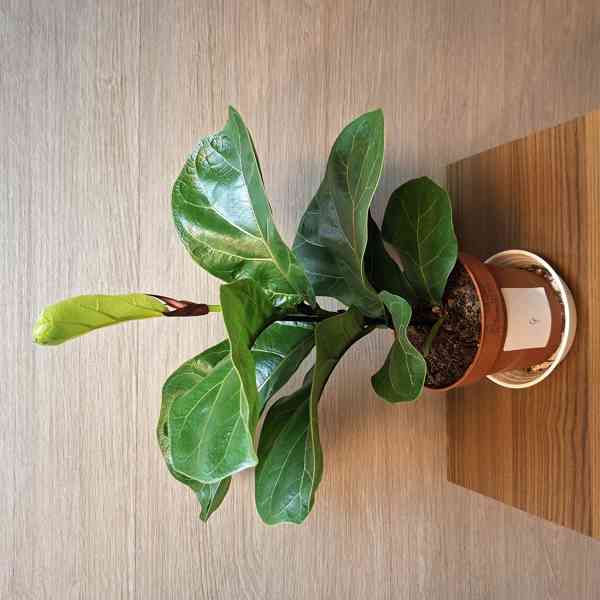 Ficus Lyrata Bambino - foto 4