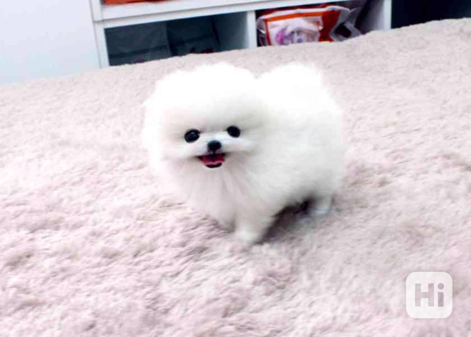 pomeranian štěňata k adopci - foto 1