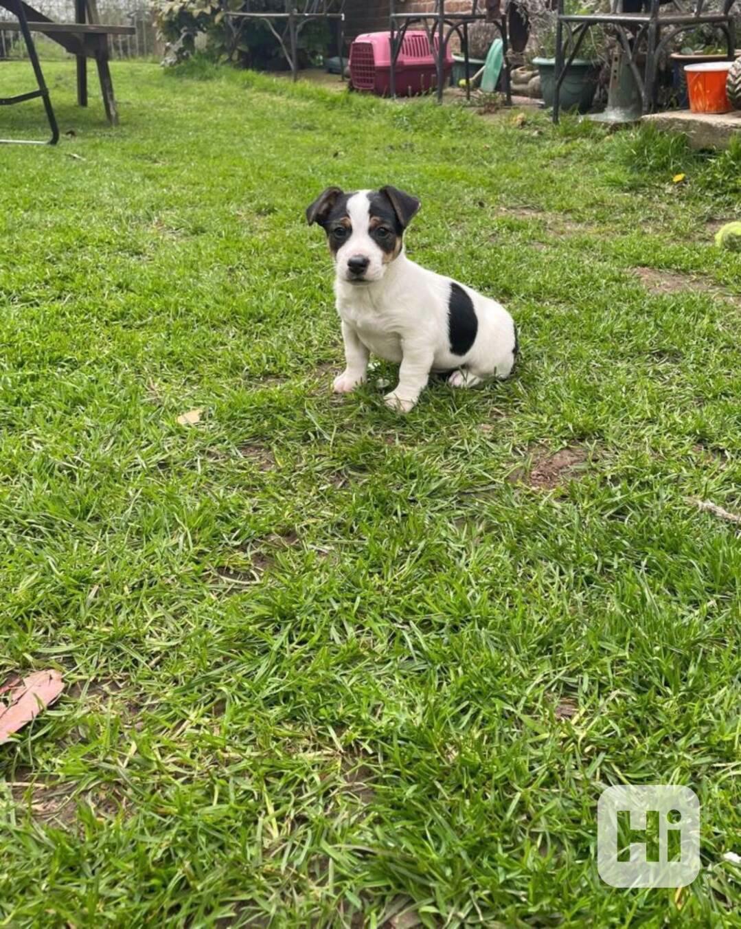 Jack Russel teriér  - foto 1