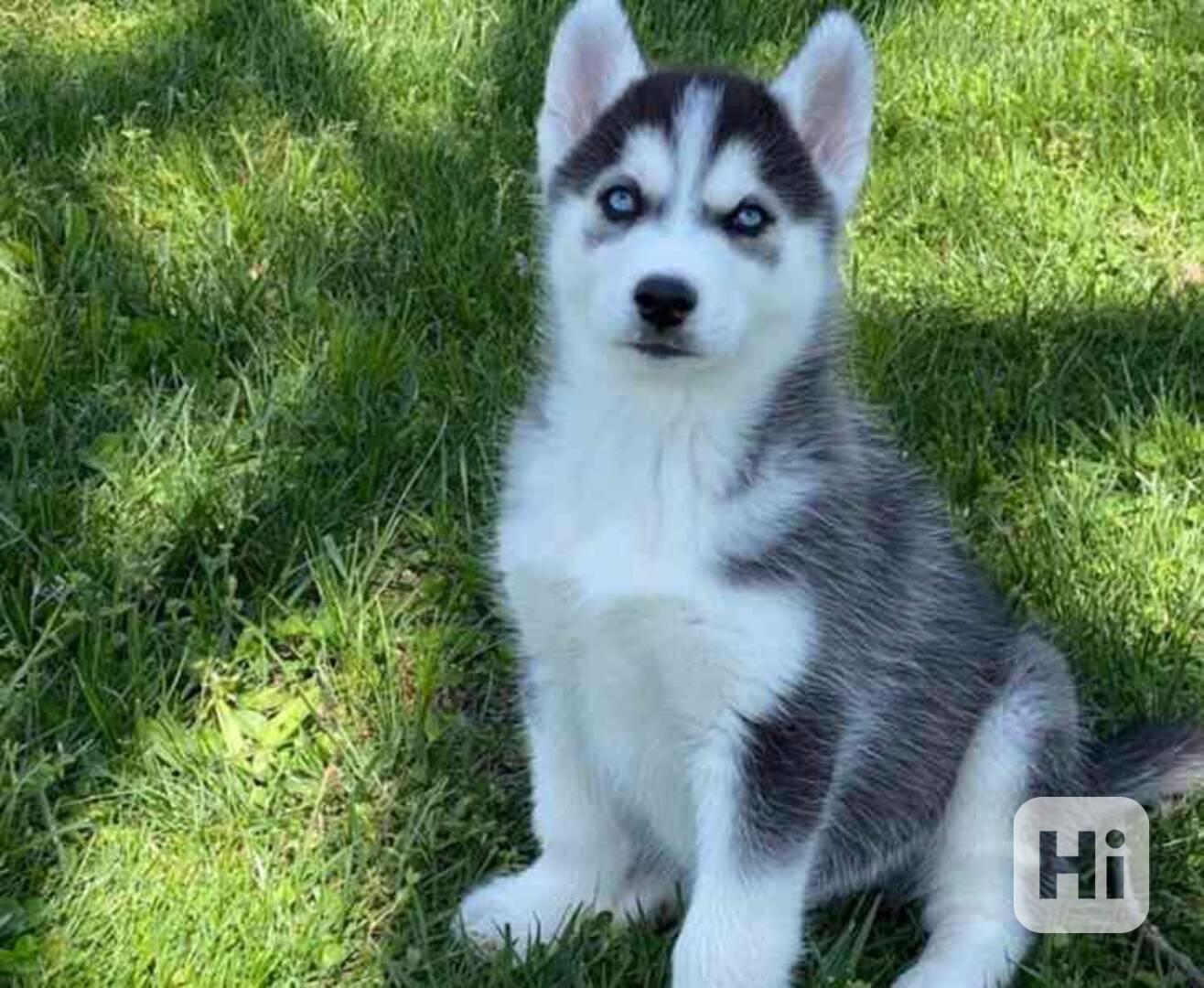 Krásná štěňata sibiřského huskyho. - foto 1