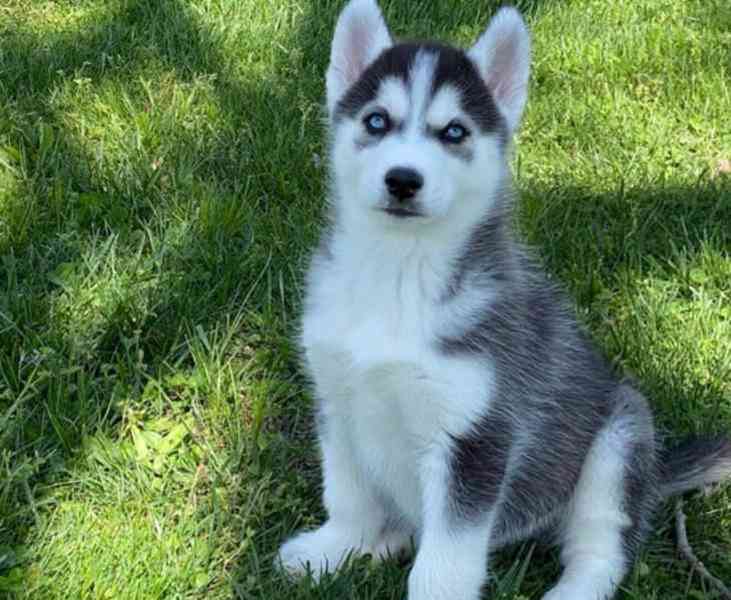 Krásná štěňata sibiřského huskyho.