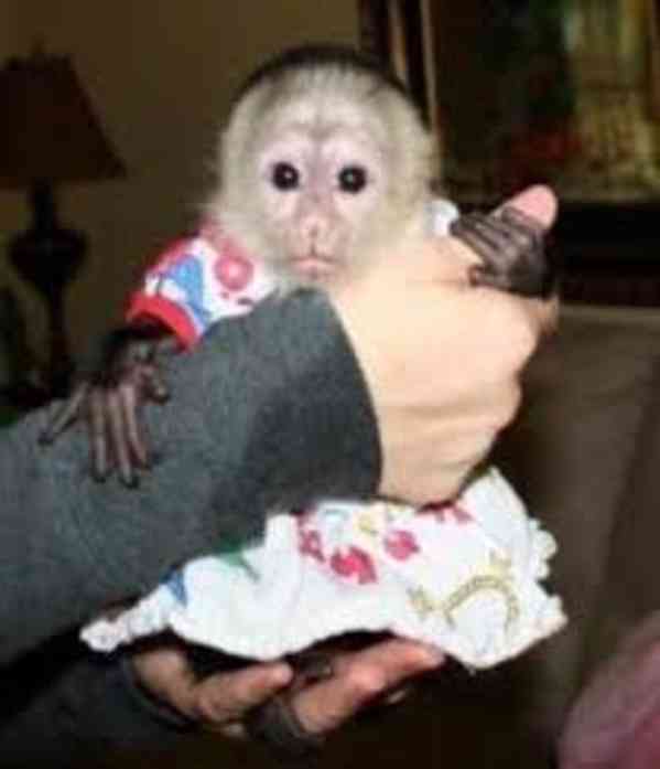 vycvičené kapucínské opice k adopci