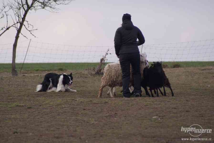 Border kolie, pes ke krytí - foto 3