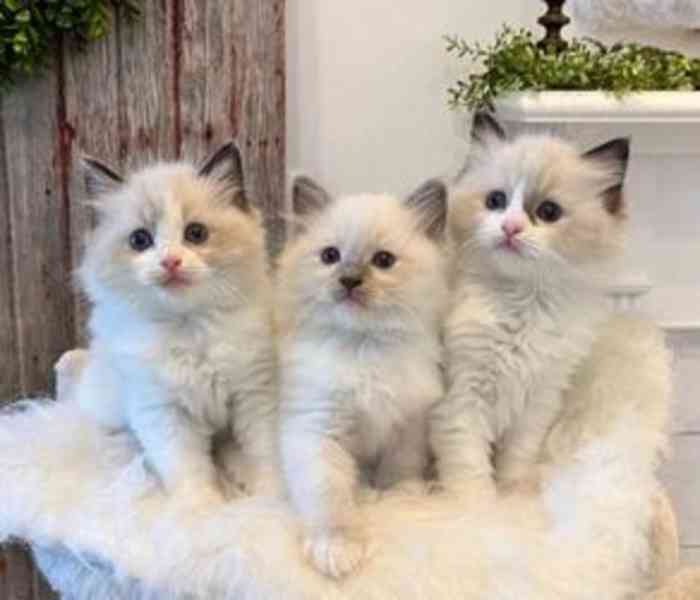 Koťata plemene Ragdoll vycvičená doma