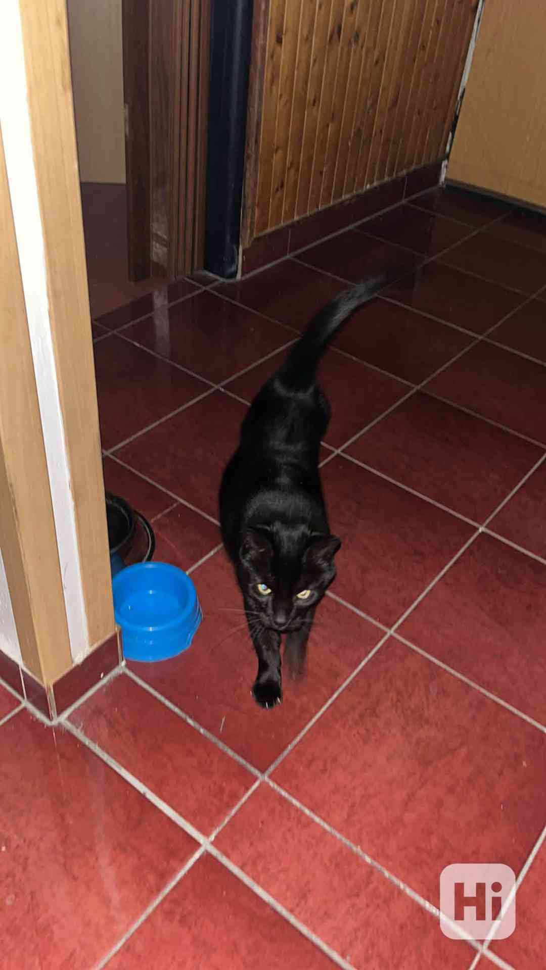 Najde přátele? - foto 1