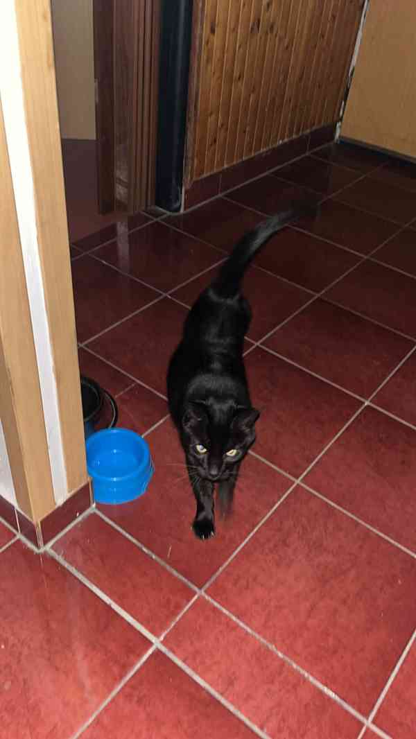 Najde přátele? - foto 1