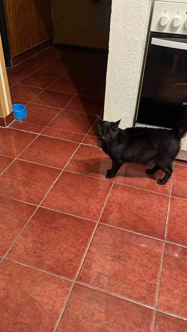 Najde přátele? - foto 3