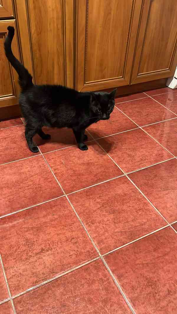 Najde přátele? - foto 2